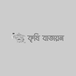 BU বাঁধাকপি-১