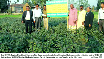 বিটি বেগুন চাষকে জনপ্রিয় করতে কাজ করছে কৃষি সম্প্রসারণ অধিদপ্তর, লালমনিরহাট।