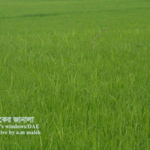 ধানের বাকানী বা গোড়াপঁচা রোগ