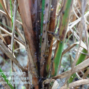 ধানের বাদামী গাছফড়িং