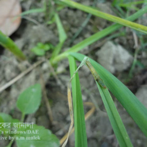 রসুনের লেদা পোকা