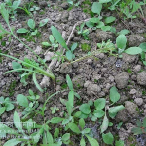 গাজরের চারা ঢলে পড়া রোগ