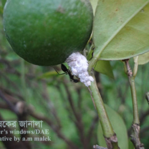 কমলার মিলিবাগ বা ছাতরা পোকা