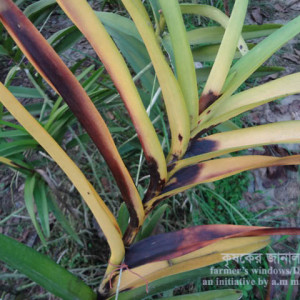 অর্কিডের কালো পচা রোগ