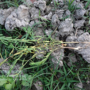 তিসির গোড়া পচা রোগ