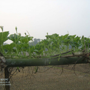 লাউয়ের ভাইরাসজনিত রোগ